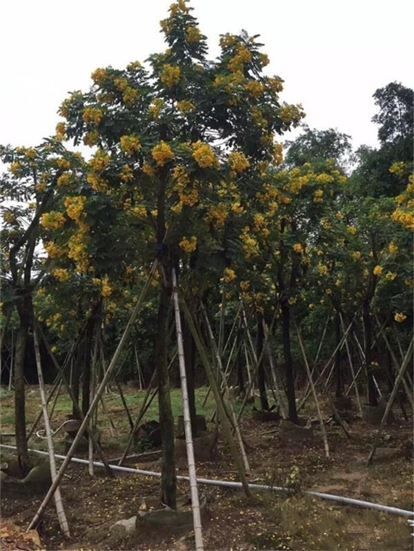 黃花槐圖片