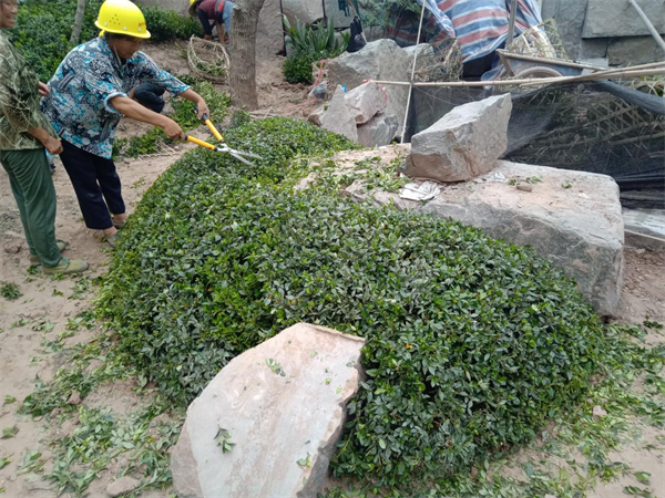 東辰仙海院子綠化項(xiàng)目