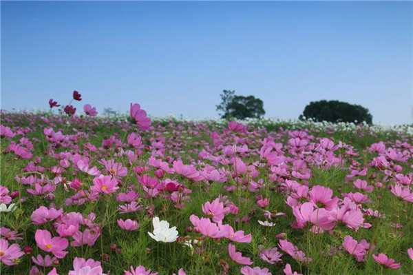 波斯菊基地實(shí)拍圖片