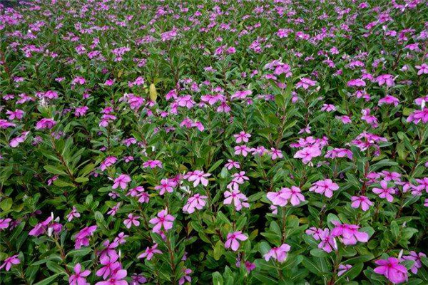 8月份播種10月份開花的草花有哪些？