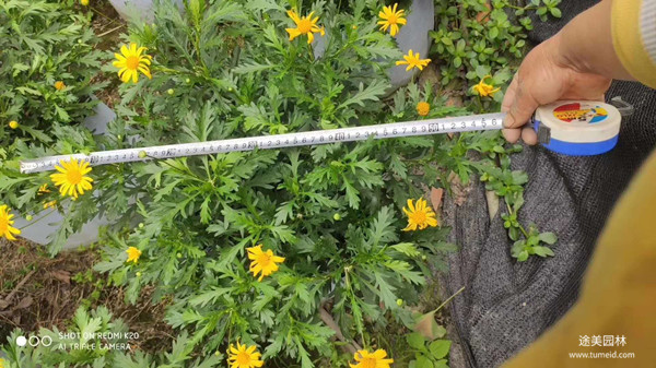 20~30公分的木春菊批發(fā)基地？