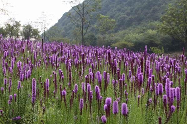 蛇鞭菊基地實(shí)拍圖片