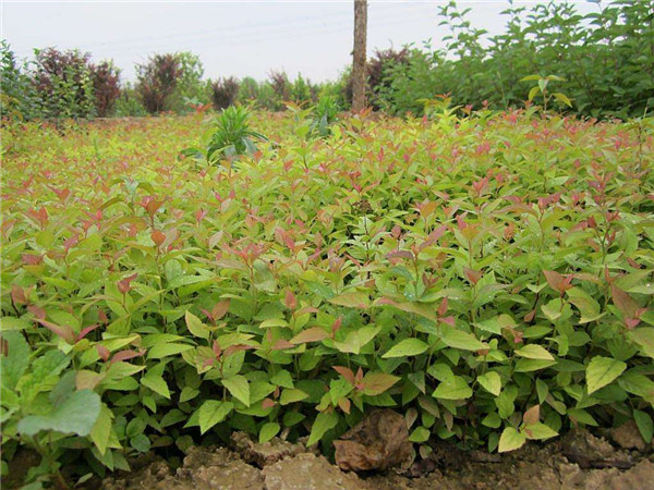 繡線菊基地實拍圖