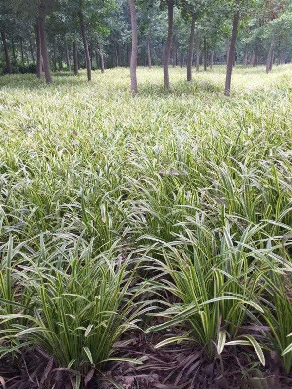 銀邊沿階草基地實(shí)拍圖片