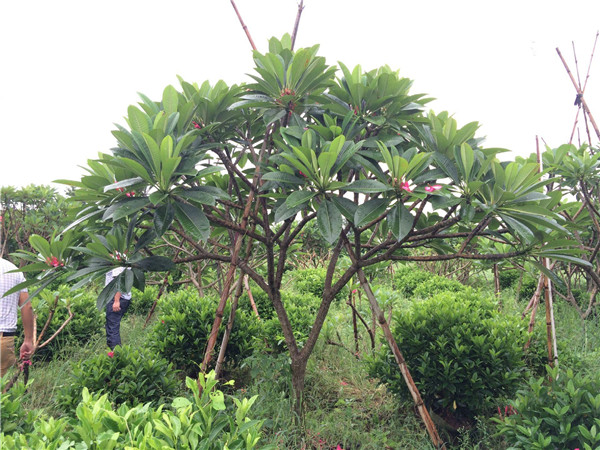 雞蛋花苗木基地實(shí)拍圖