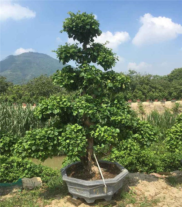 盆栽三角梅未開(kāi)花時(shí)圖片