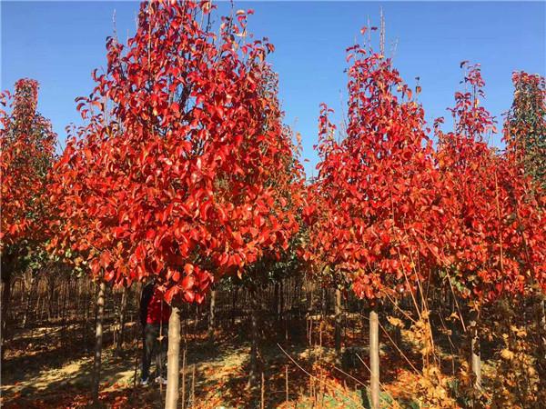 彩葉豆梨秋季紅葉實(shí)拍圖片