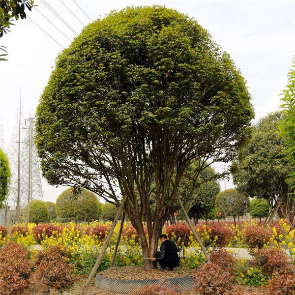 叢生桂花樹基地實拍圖