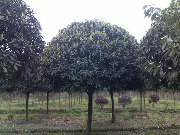 2月份可以種植桂花樹(shù)嗎？