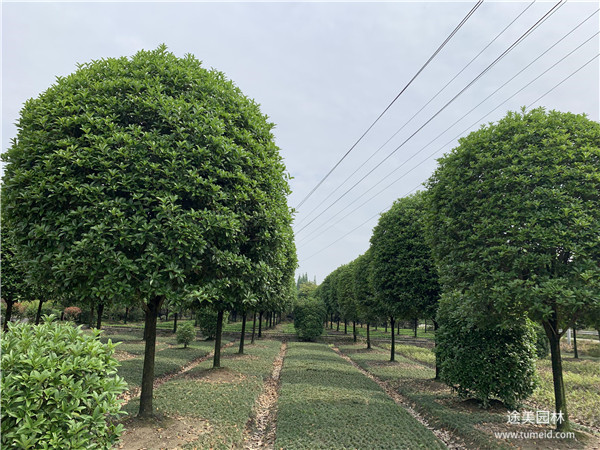 桂花樹(shù)圖片