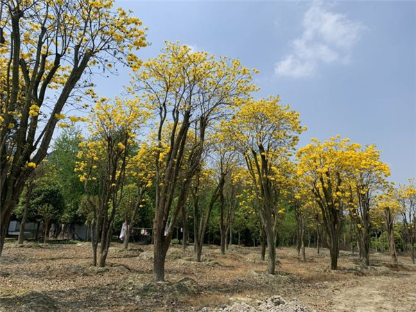 黃花風(fēng)鈴木圖片