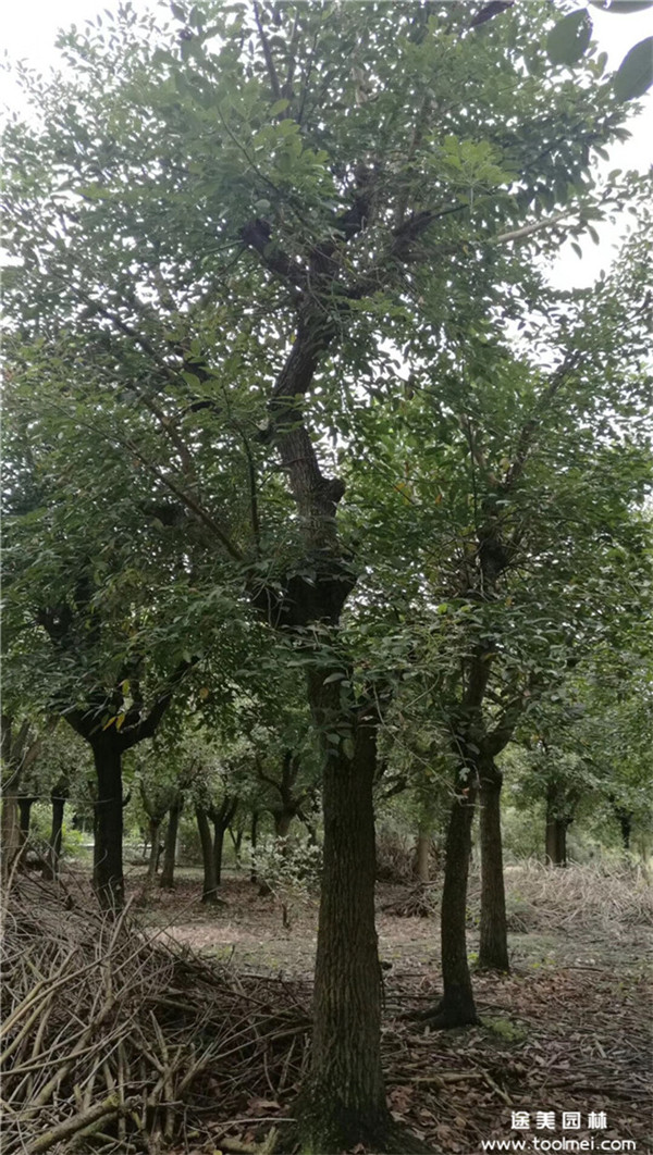 雞冠刺桐基地實(shí)拍圖