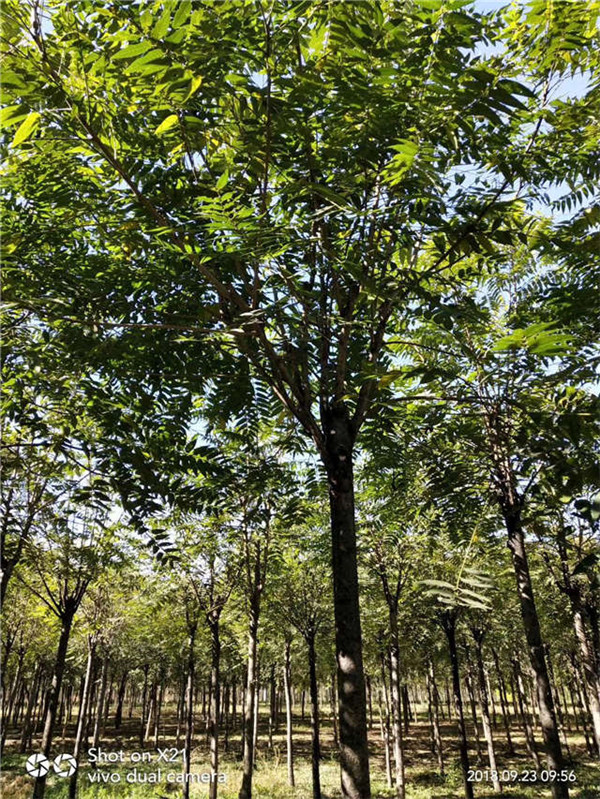 千頭椿基地實(shí)拍圖片