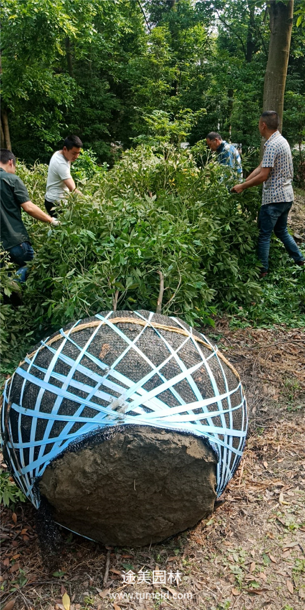 云南楨楠樹(shù)基地