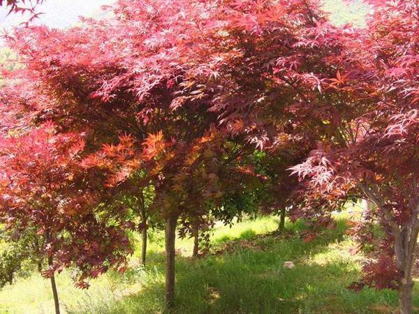 中國紅楓基地實(shí)拍圖片