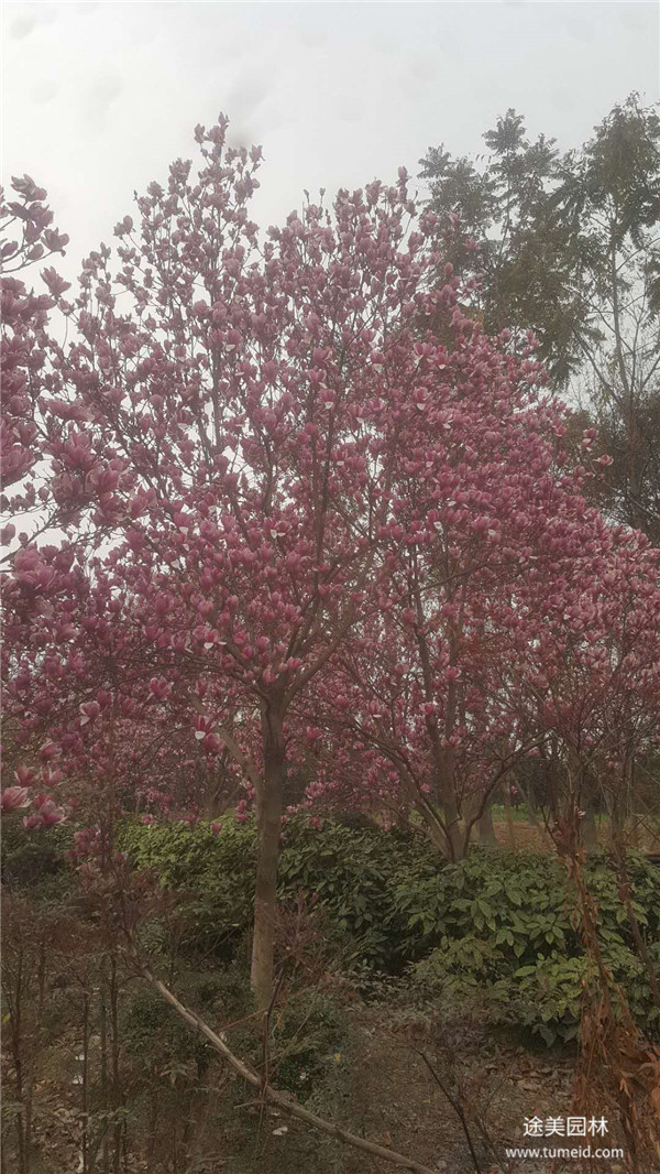 紫玉蘭的種植和養(yǎng)護(hù)技巧