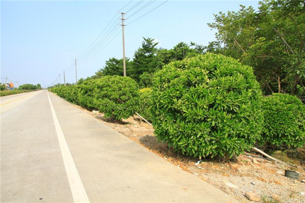 非洲茉莉球基地實拍圖片